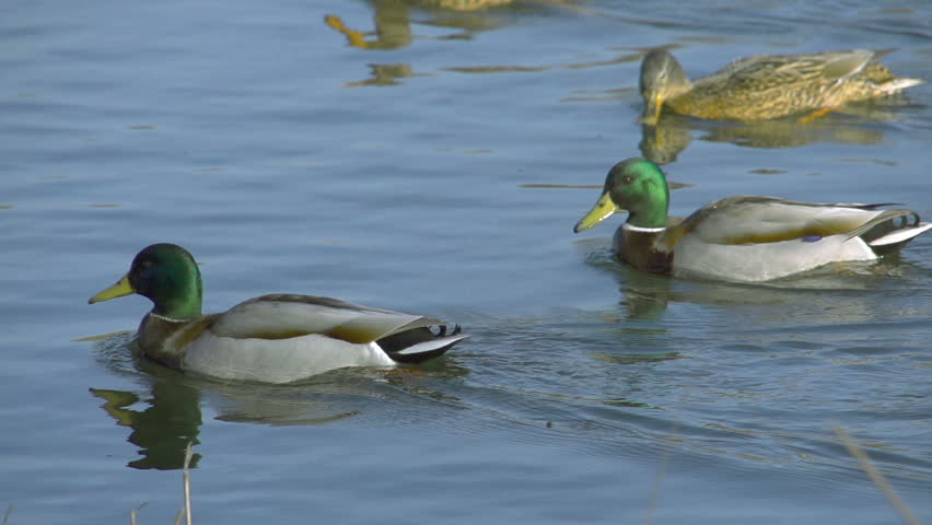 Ducks swimming & talking