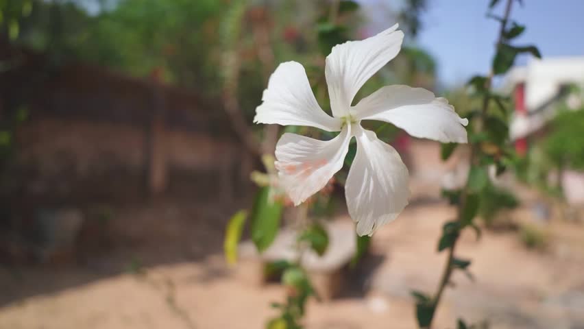 Slow motion macro shot of white hibiscus flower plant in household graden