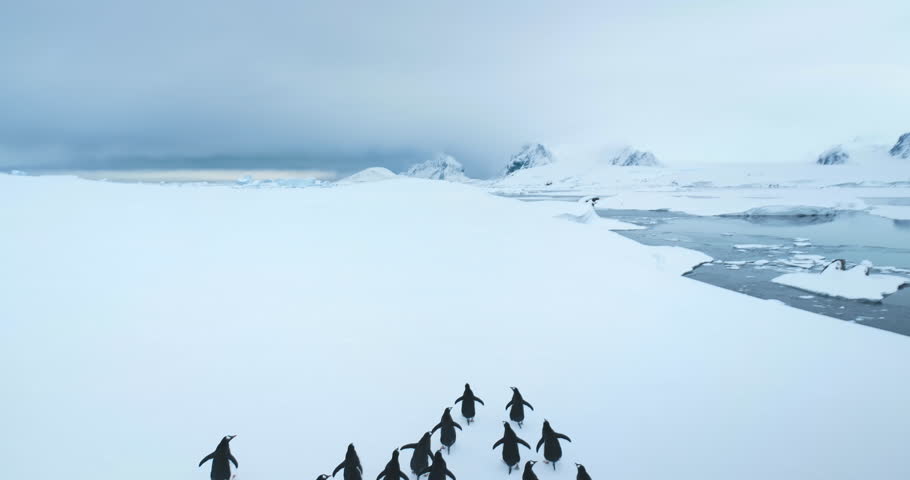 Large group of penguins walking Antarctic snowy hill. Polar cold ocean, mountain range in background. Sea birds colony migration. Explore wildlife animal behavior in Antarctica. Aerial static shot
