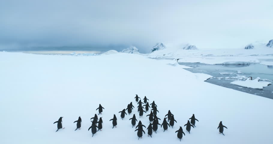 Large group of penguins walking Antarctic snowy hill. Polar cold ocean, mountain range in background. Sea birds colony migration. Explore wildlife animal behavior in Antarctica. Aerial static shot