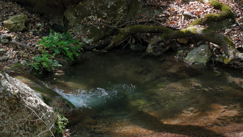 A small stream of water with a green plant growing out of it