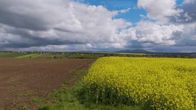 4K Drone Exploration Over Canola Fields with nice clouds