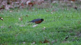 American robin (Turdus migratorius) eating a worm during early spring in Wisconsin. 