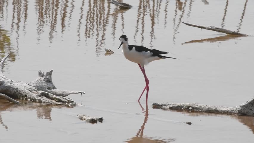 Black-necked Stilt (Himantopus mexicanus) perching in a wetland