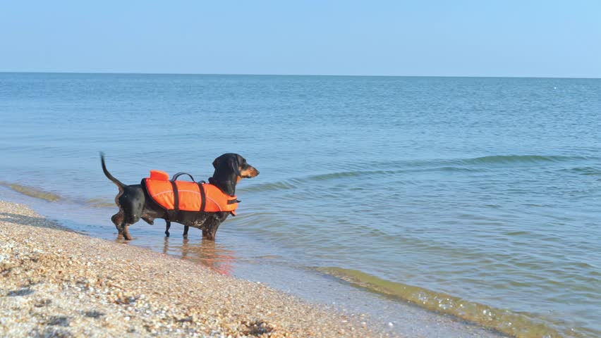 Puppy adorned in inflatable vest gazes at sea water and wags tail on summer beach. Adorable pet stands in water poised for active swim in ocean