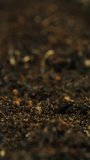 Growing seeds rising from soil vertical time lapse video.