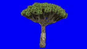 3D dragon tree with wind effect on blue screen 3D animation. You can easily key out (remove) the blue screen with just one click using any video editor.