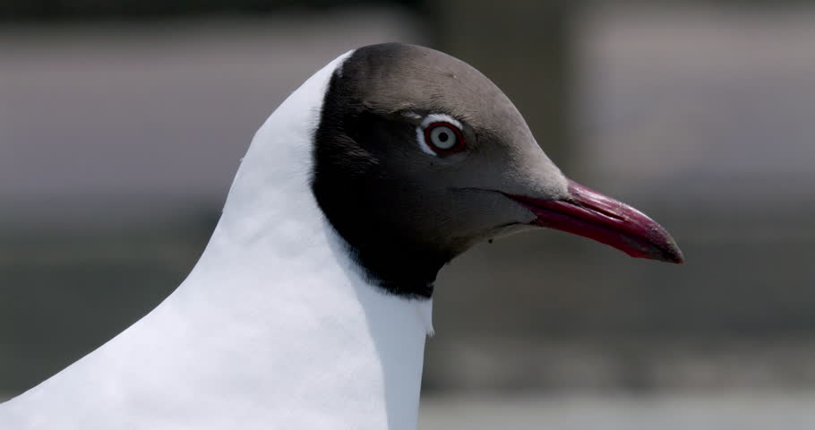 Close up of a seagull