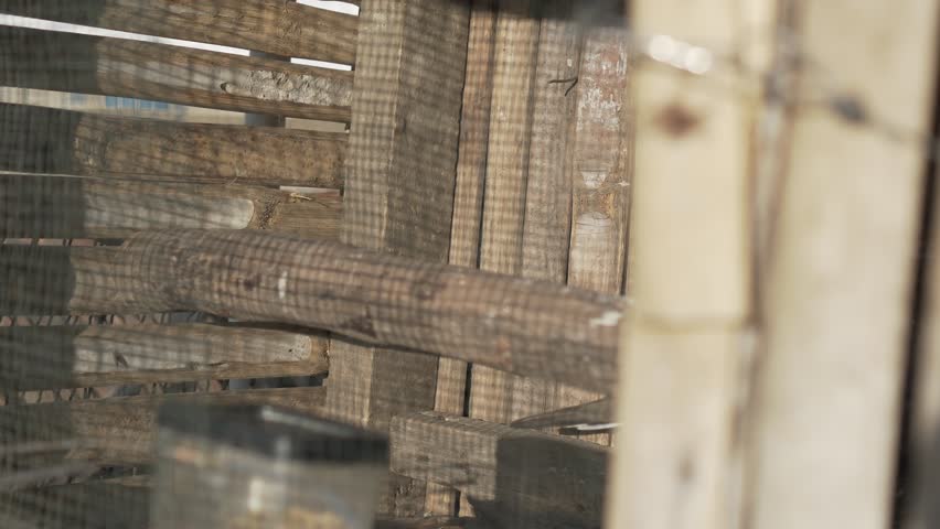 Apart from having a melodious voice, Javanese pigeons have a unique characteristic called katuranggan. With this uniqueness, bird lovers can determine what the Javanese dove sounds like just by lookin