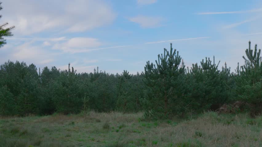 Timelapse showing the lush pine trees in Thetford Forest, the biggest manmade lowland forest in Great Britain.