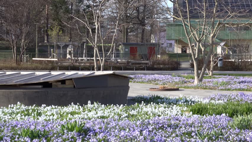 Stockholm, Sweden Purple spring flowers, Scilla forbesii, growing in a park in the Skarholmen ethnic residential district.