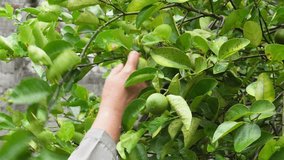 Person picking and harvesting fresh citrus fruit or lime hanging on a tree in agricultural field.