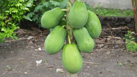 Green papaya fruits, or Carica papaya in scientific term, on the tree growing on farm, tropical Asian fruits in Indonesia.