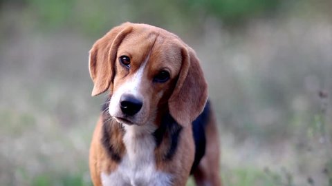 Playful beagle dog show the funny face when it feels doubt for some sound coming in the field.