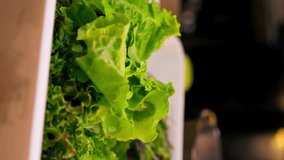 vertical video close-up of a hand and washed salad greens in white container on the table ready to eat