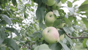 Apples growing on apple tree