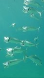 Vertical video, Slow motion, Shoal of Striped Mackerel or Indian Nackerel (Rastrelliger kanagurta) swims in blue water with open mouths filtering for plankton, on sunny day