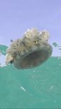 Vertical video, Close-up of Upside Down Jellyfish (Cassiopea andromeda) swimming dowm under surface of water reflected in it on bright sunny day in sunbeams on blue sky background, slow motion 