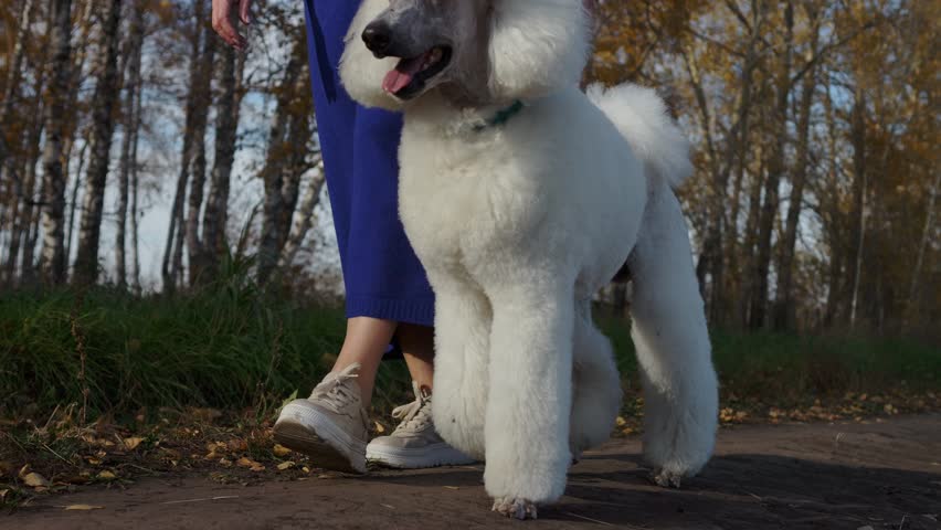 Owner walks pet on leash on an autumn sunny day in forest. happy woman having fun with an animal, woman playing with her dog. friendship of man and animals. close-up of legs and paws