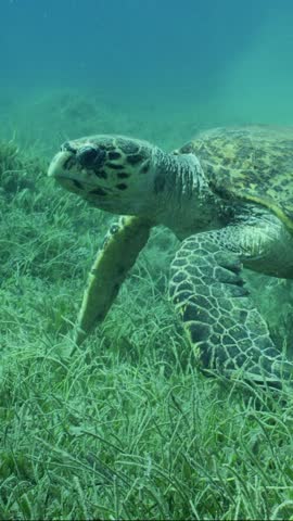 Vertical video, very old male Hawksbill Sea Turtle or Bissa (Eretmochelys imbricata) grazing on seagrass meadow feeding Round Leaf Sea Grass or Noodle seagrass (Syringodium isoetifolium), slow motion Royalty-Free Stock Footage #3487453605