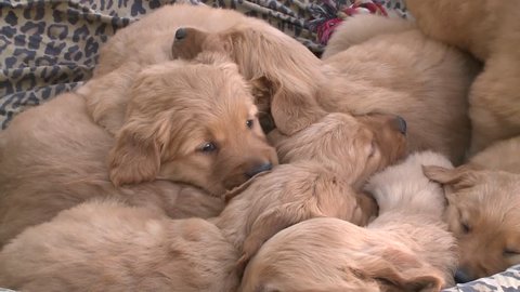 Golden Retriever puppies snuggling in bed