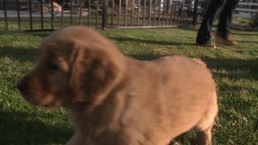 Golden Retriever puppy running in slow motion