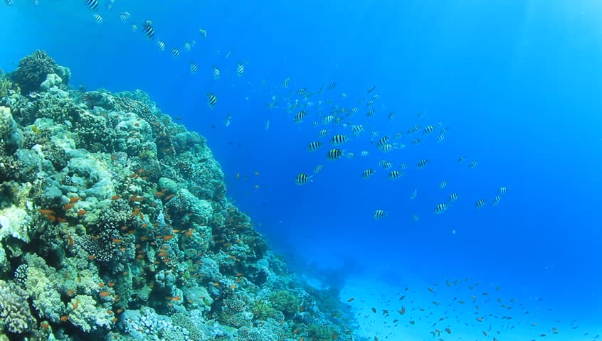 Hd Video of Underwater Coral Stock Footage Video (100% Royalty-free ...