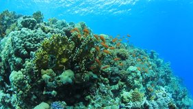 HD Video of Underwater Coral Reef with Tropical Fish in ocean