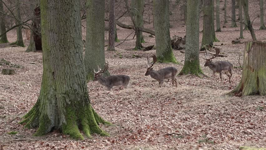 Walking European Fallow Deers in Brown Autumn Forest. Ruminant Mammal with Antlers in Blatna Park in Czech Republic. Royalty-Free Stock Footage #3487539397