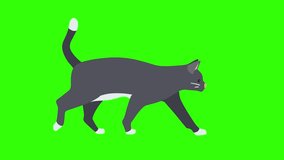 Cat walking on green screen background. Motion graphics animation (Chroma key).