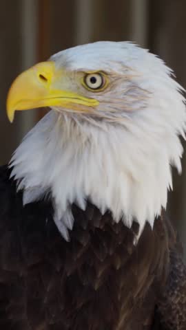 Close up of bald eagle, United states of America icon, representing freedom, independence and patriotism, vertical video