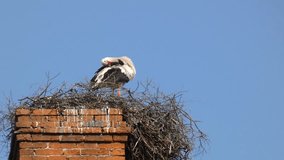 Stork taking care of its plumage in the nest