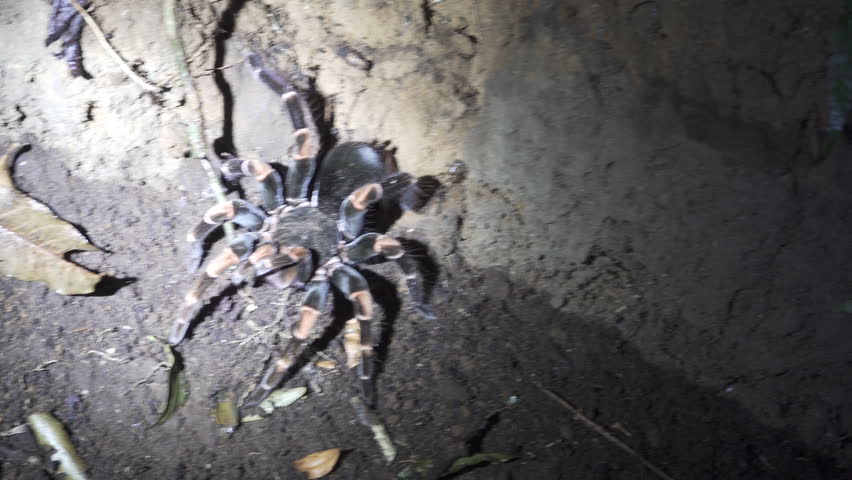 Top view of huge Tarantula with flashlight at night
