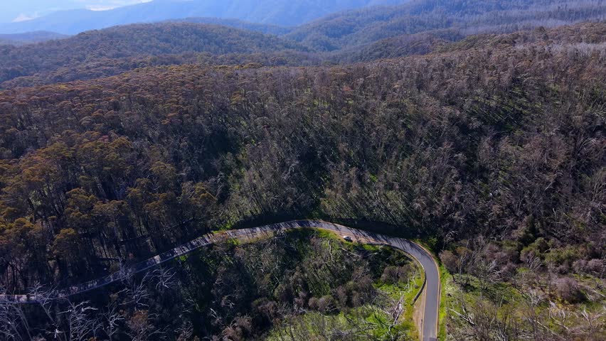 Road In Dense Forest Trees At Kosciuszko National Park In New South Wales, Australia. Aerial Shot Royalty-Free Stock Footage #3487732609