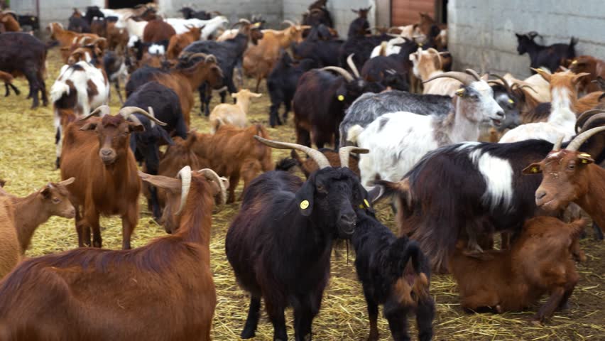Mountain Farm Herd of Goats Roaming on Dry Hay Bales, Domestic Animals Producing Fresh Meat and Milk