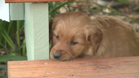 clumsy Golden Retriever puppy playing outside
