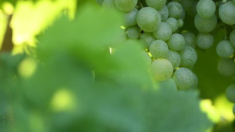 Grapes of Glera variety used to make prosecco in the whole Veneto region, in particular in Conegliano and Valdobbiadene - Italy.