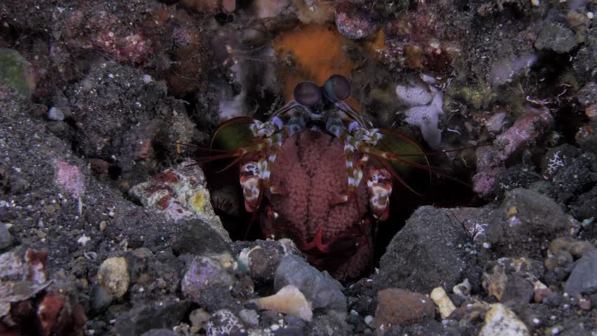 Peacock Mantis Shrimp - Odontodactylus scyllarus is taking care of eggs. Sea life of Tulamben, Bali, Indonesia. 4k underwater video.