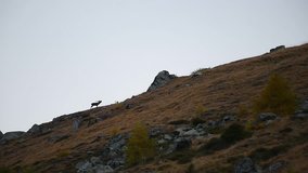 Red deer runs along the mountain ridge and roars during the breeding season