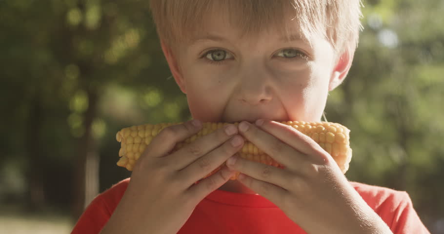 Carefree boy enjoys sweet taste of juicy corn in park on sunny day. Blond preschooler kid holds cob easily biting into soft kernels on summer weekend