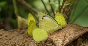 Group of beautiful yellow butterflies sucking food from floor at Pang Sida National Park, Sa Kaeo Province, Thailand.