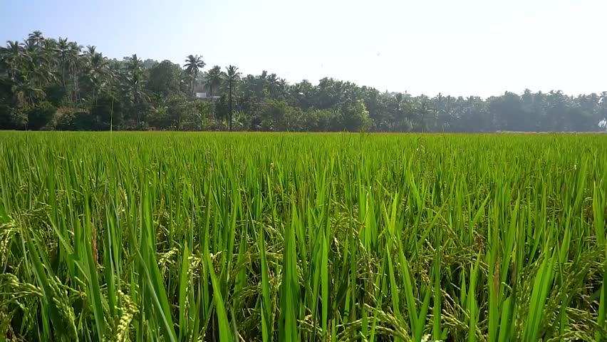 Paddyrice Field in Kerala Stock Footage Video (100% Royalty-free