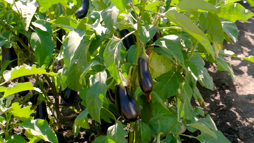 eggplant harvest in the garden. selective focus.
