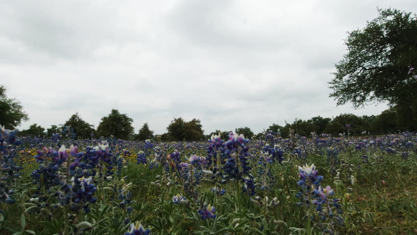A field of bluebonnets in the Texas Hill Country, slider move right to left