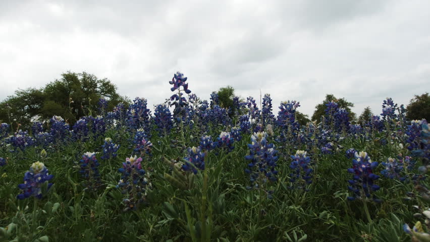 A field of bluebonnets in the Texas Hill Country, slider move left to right