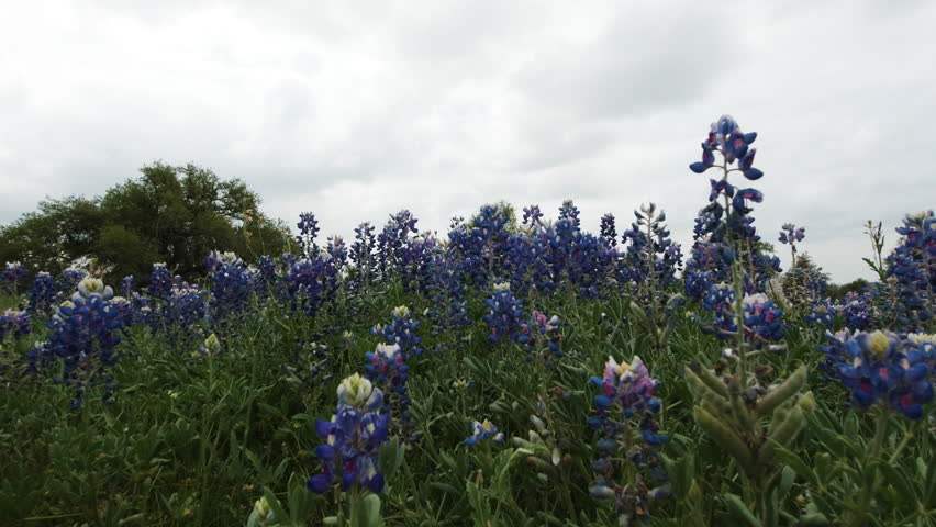 Slow dolly move through a field of bluebonnets in the Texas Hill Country