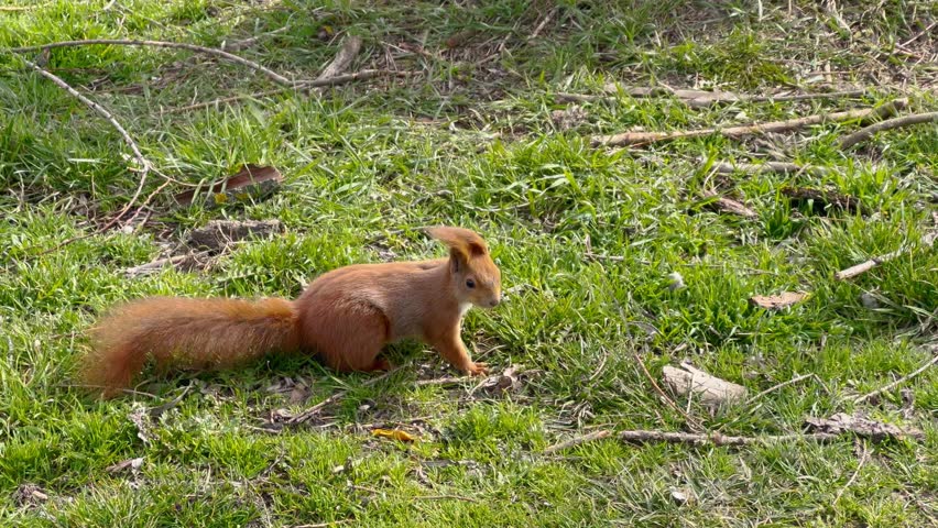 A beautiful orange squirrel stands against a background of green grass. The squirrel runs away. A strong wind blows away a squirrel. Various branches on green grass.