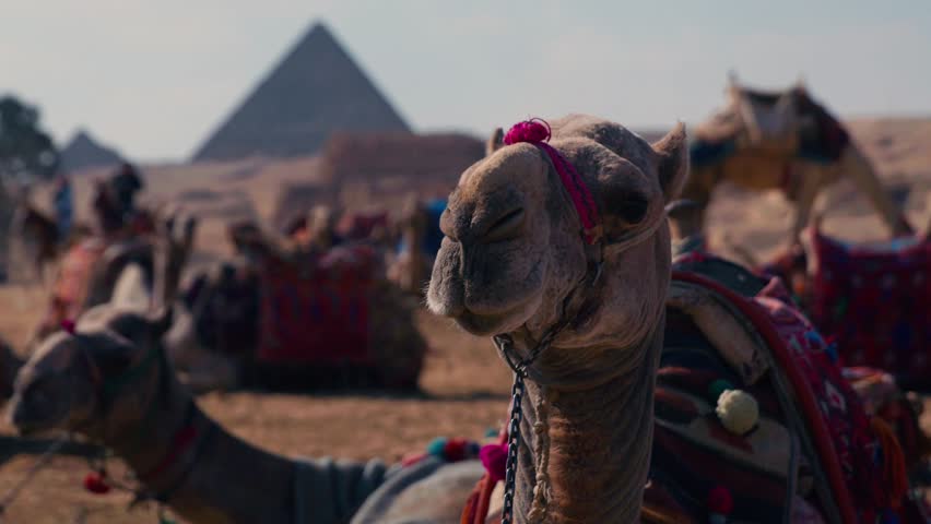 Camel rides in Egypt with the Great Giza Pyramids in background
