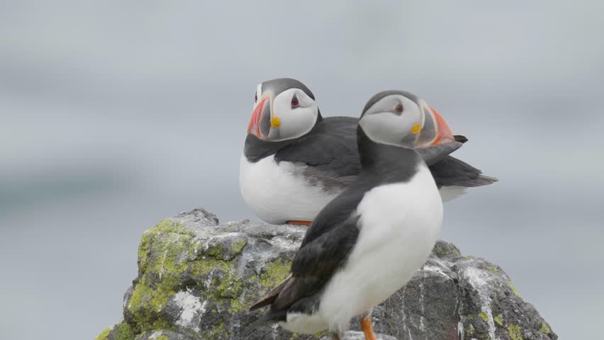Atlantic Puffins on Rock in Overcast Light. Isle of May, Anstruther, Scotland, UK. Summer 2023