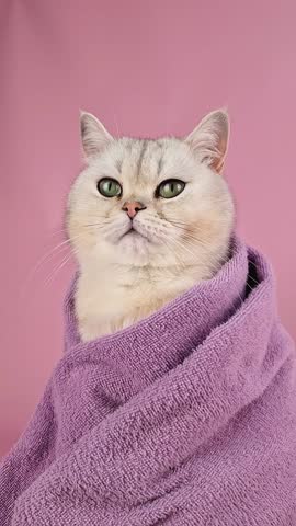 a cute calm white cat in a violet towel , sits on pink background,after bathing procedures